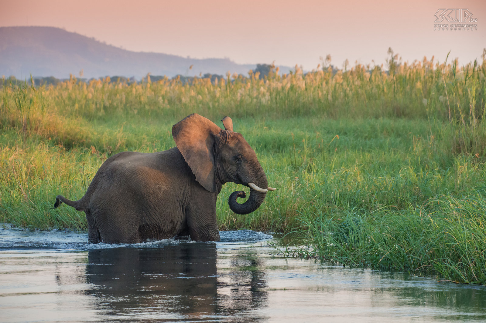 Lower Zambezi - Olifant Een jonge olifant die door het water waadt Stefan Cruysberghs